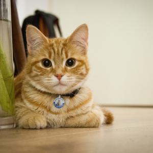 Personlige hundemærker og kattemærker Rustfrit stål Smart kæledyr ID-kode QR-kode Skannet GPS-placering