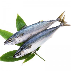 Frosset makrel hele runden