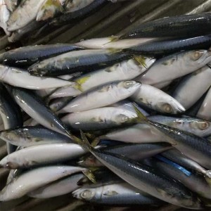 Frosset makrel hele runden