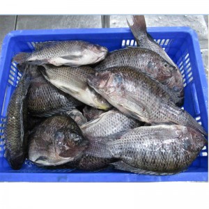 Frosne Tilapia hele runden
