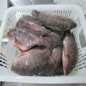 Frosne Tilapia hele runden