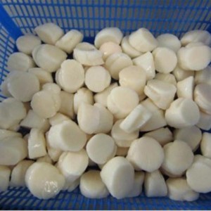 Frosset kammusling af kammuslinger