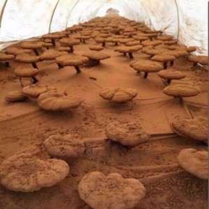 Naturligt linzhi højekstraheret ganoderma lucidum spore supplement til sundhedspleje