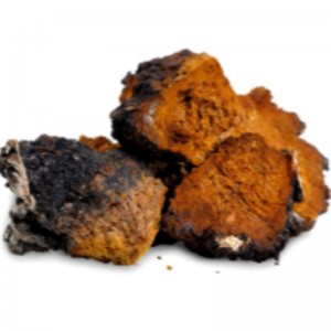 Chaga champignon inonotus indebærer supplement til sundhedspleje