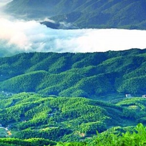 2000g guld fuzhuan hunan anhua sort te sundhedspleje te