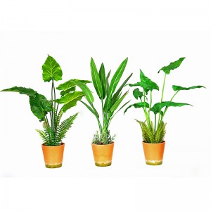 Hot Sale Factory Direct Supply Green Indendørs udendørs Hjem Dekorer Potted Green Plant