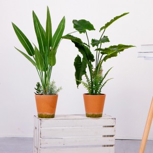 Hot Sale Factory Direct Supply Green Indendørs udendørs Hjem Dekorer Potted Green Plant