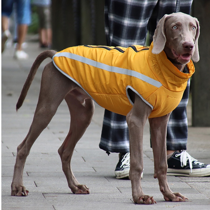 Lav moq omkostninger overkommelig klassisk version hund regnjakke hund tøj