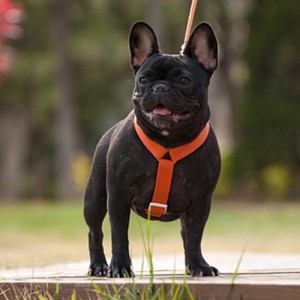 2022 Ny stil Farverig hundesee og snor sæt Multi-Point Justerbar og Traction Connection Dog Harness