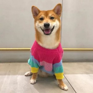 Producent Custom Winter Cotton strikkede kattefrakker sweater til kæledyr