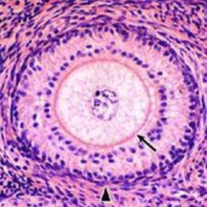 Nanjing Medical University: NMN reverserer oocytter aldring